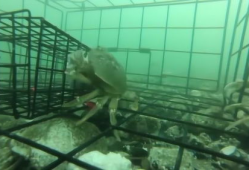 抓螃蟹的视频,海洋捕捞的精彩瞬间