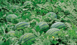 临海爆料吃瓜群微信,微信里的热议焦点